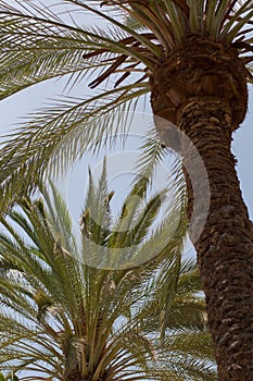 Back light palm trees background in Gran Canaria