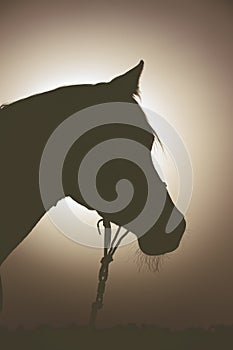 Back light portrait of arabian horse