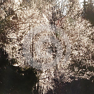 Back-light tree texture