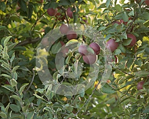 Back Lighting on Apple Tree 2