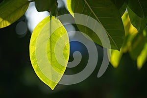 Back lighting leaves.