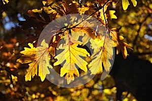 Back Lighting on Oak Leaves