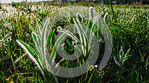 Back lighting on pasture grass