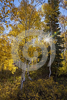 Back lit aspen grove in Utah mountains