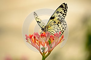 Back lit butterfly on a red flower