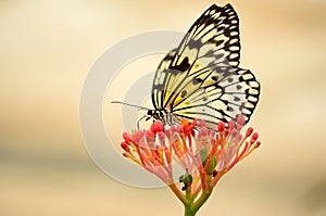 Back lit butterfly on a red flower