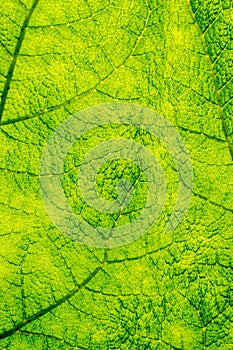 Back Lit Leaf Background / Texture