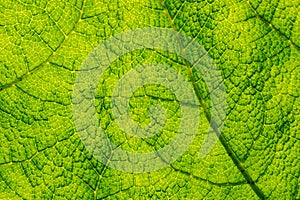 Back Lit Leaf Background / Texture