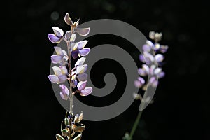 Back lit lupine flowers