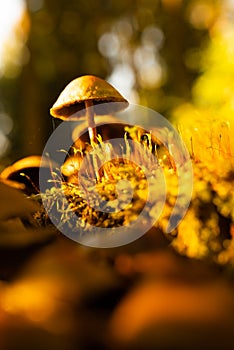 Back lit mushroom on the forest floor