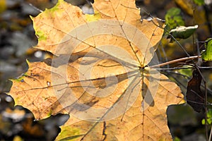 Back lit orange maple leaf macro