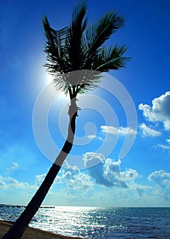 Back Lit Palm Tree