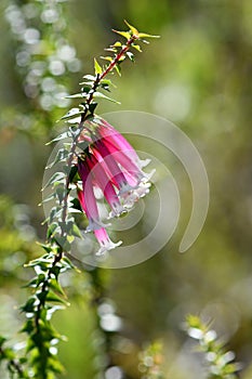 Back lit pink, red and white bell-shaped flowers of the Australian native Fuchsia Heath, Epacris longiflora, family Ericaceae