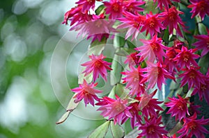 Back lit pink Zygocactus flowers of Hatiora gaertneri