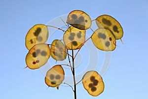 Back lit seedpods