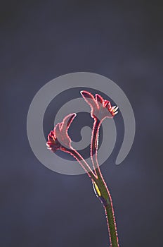 Back lit silhouette of Australian native Red kangaroo Paw flowers