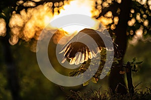 Back-lit silhouette of an flying owl in during sunset. Barn owl with spread wings. Action shot with nice evening colors