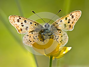 Back Lit Sooty copper Butterfly