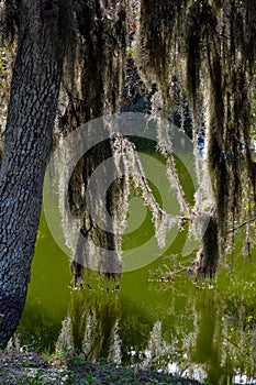 Back-lit Spainish Moss Hanging in the Swampy Bayou-1