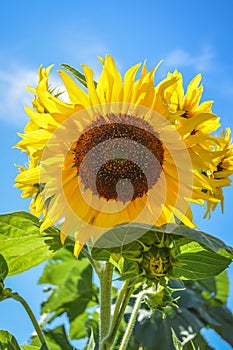 Back lit sunflower with leaves and bud on a blue sky of august