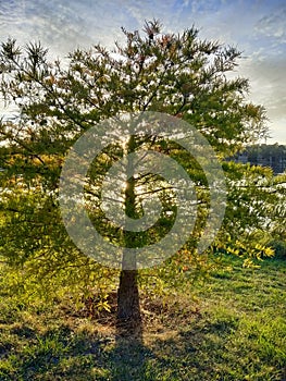Back lit sunlight tree with pond