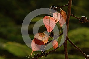 Back-lit tender leaves of peepal tree sacred fig, Ficus religiosa showing veins against dark background.