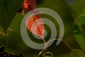 Back-lit tender leaves of peepal tree sacred fig, Ficus religiosa showing veins against dark background. Maharashtra