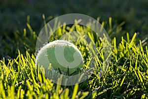 Back lit tennis ball sitting in the grass soaking in the afternoon sun