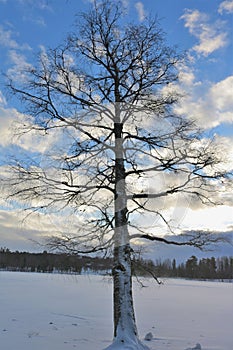 Back lit trees against a blue winter sky photo