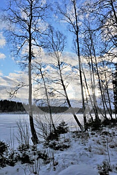 Back lit trees against a blue winter sky photo