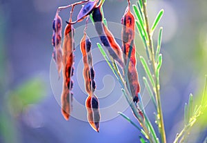 Back lit Wattle (Acacia) seed pods