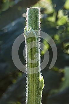 Back Lite Sunflower Stark with white furry edges