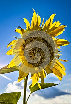 Back Lite Sunflower in Blue Sky photo