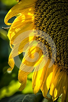 Back Lite Sunflower close up