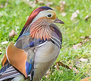 Back of a male mandarin duck