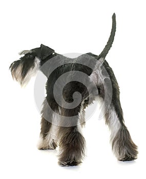 Back of miniature schnauzer