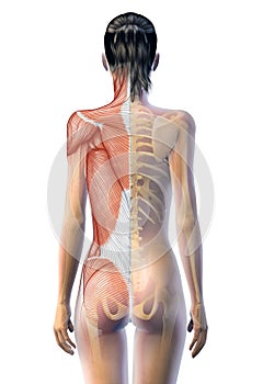 Back muscles and skeleton of a woman, 3D illustration.jpg