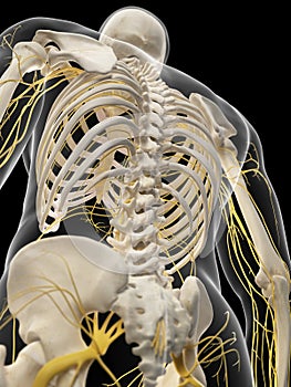 The back nerves