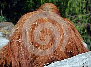 Back of orangutans, orang-utan, orangutang, or orang-utang