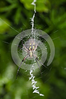Back of a Argiope aurantia