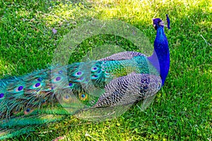 Back Of Peacock With Colorful Feathers