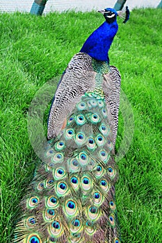 From the back, peacock with the long tail with big blue-green eyespot on green grass