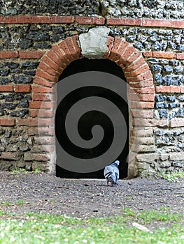 Back pigeon attracted to a dark entrance in a stone construction