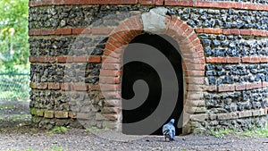 Back pigeon attracted to a dark entrance in a stone construction