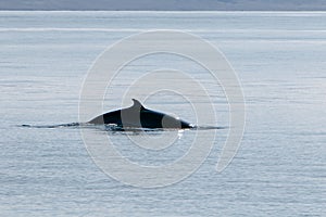 Back of a pilot whale