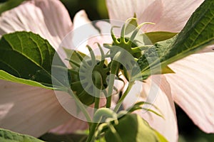 Back of pink flowers close up