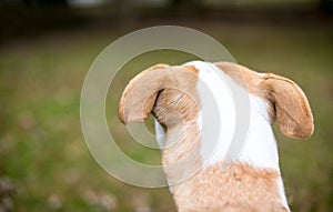 The back of a Pit Bull Terrier mixed breed dog\'s head