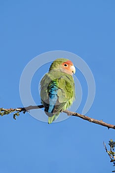 Back plumage of a Rosy-faced lovebird