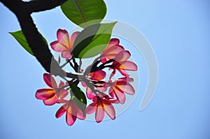 Back of Plumerias. Blue sky background.