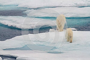 Back of polar bear with cub